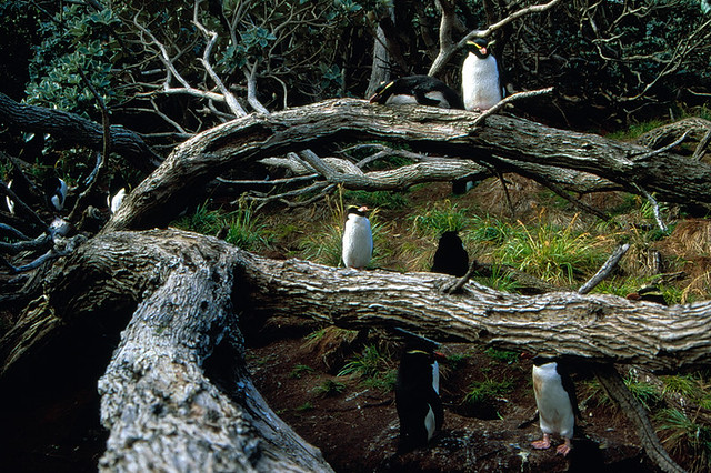Snares Created Penguin up tree