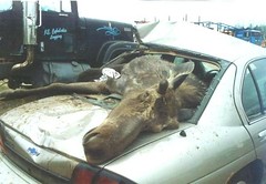 moose_car_experience_1