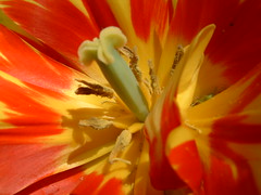 Pralormo 04 06 - Messer Tulipano 2006