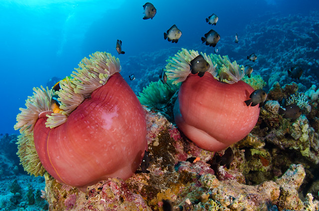 buceo en anemone city mar rojo