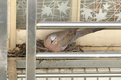 斑頸鳩-2007觀察記錄