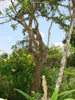 Taparo o Totumo [Calabash Tree] (Crescentia cujete) + Venus
