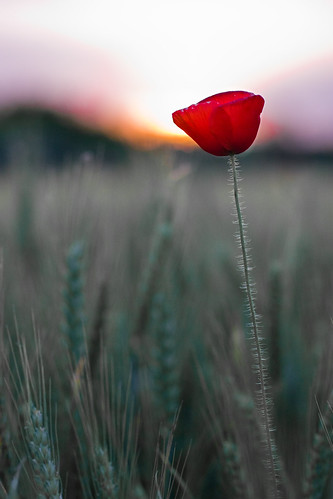 Poppy at the sunset by johnny XXIII & francy VI