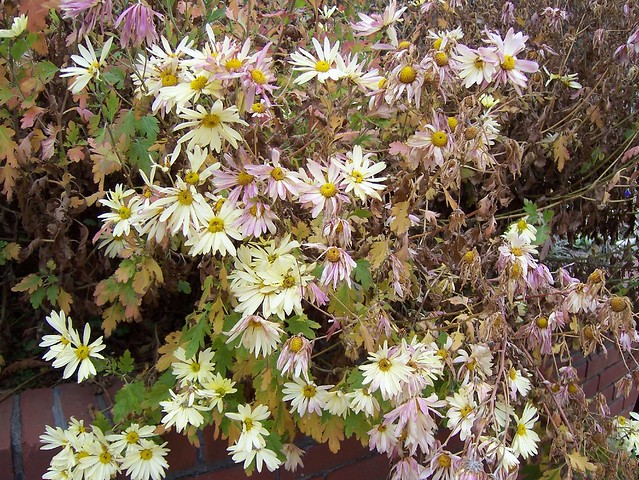 Chrysanthemum morifolium 39;Gethesamane Moonlight39;  Hardy Mum…  By 