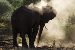 Safari in Tanzania 2007
