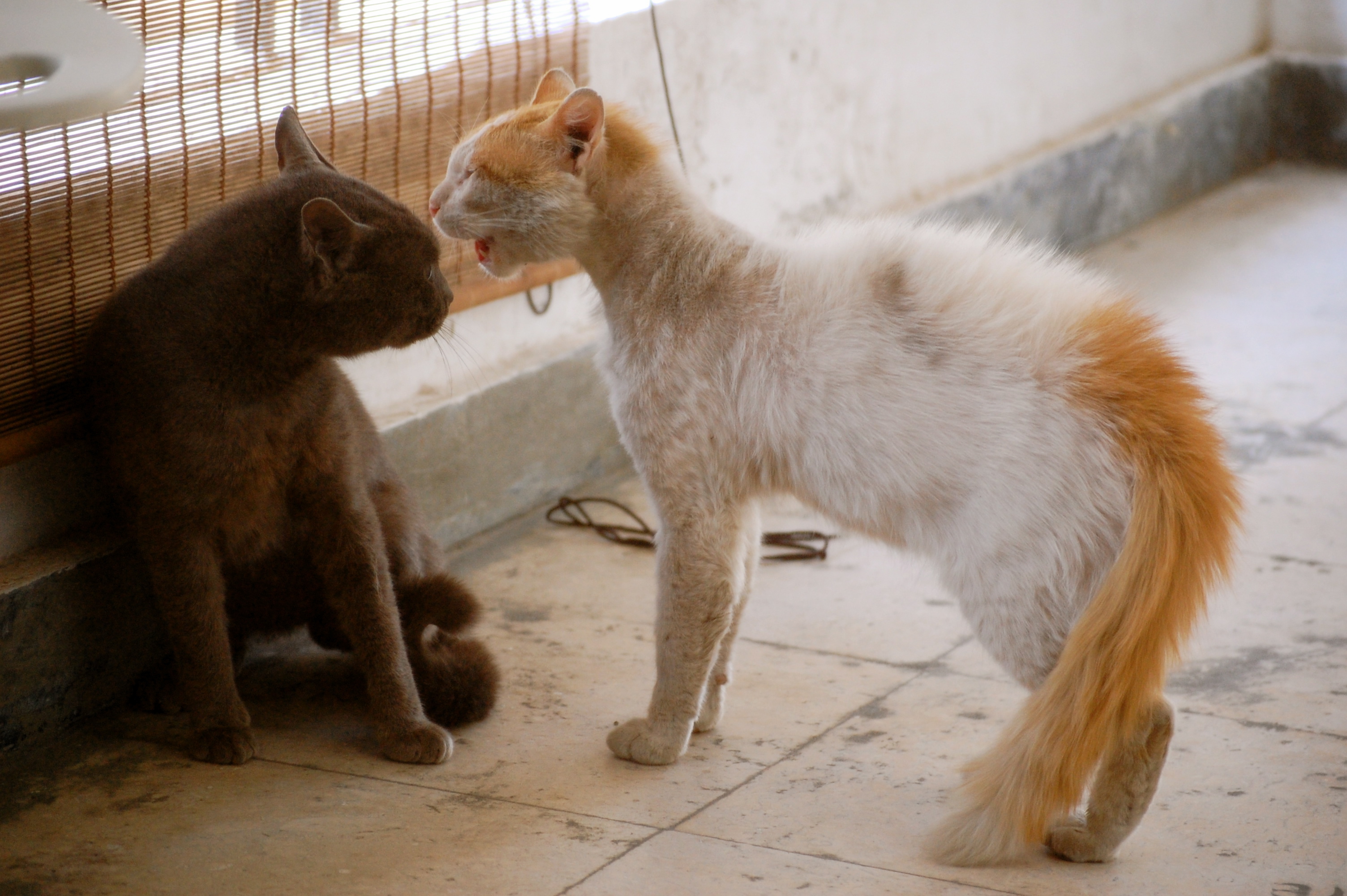 Cat Fight by vagabondblogger, via Flickr Cats, Catfight