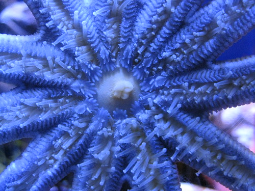 The Mouth of a Sea Star