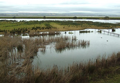 Slimbridge wetlands