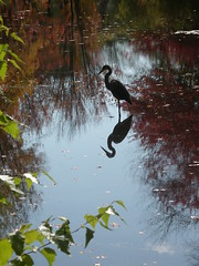 Reflected Heron, New England