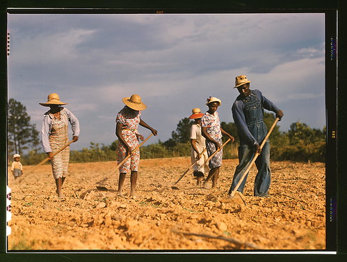 Chopping cotton on rented land near White Plains, Greene County, Ga. (LOC)