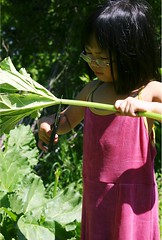 Olivia Cutting Rhubarb