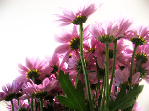 Pink flowers 1