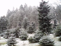 Winter, Inverno