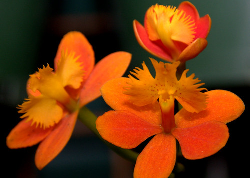 Orange Orchid Flower by PJRobertson
