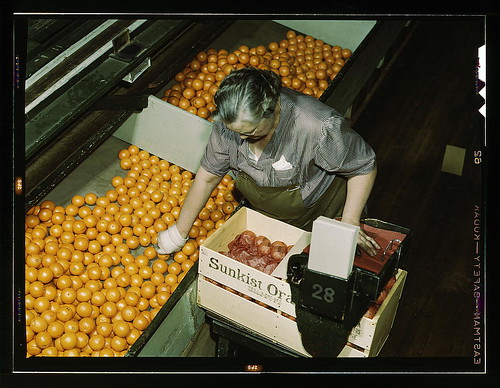 Packing oranges at a co-op orange packing plant, Redlands, Calif. Santa Fe R.R. trip (LOC)