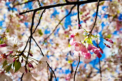 Japantown San Francisco Cherry Blossom 2008