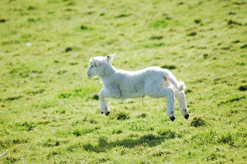 Jumping Lamb by j Le Grand