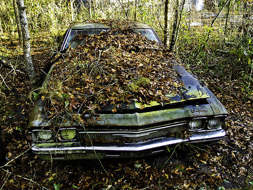 Old Chevelle 1968ish hidden in the woods and buried under a few years