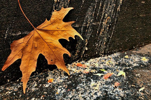 last chunder of autumn by Jes (via Flickr)