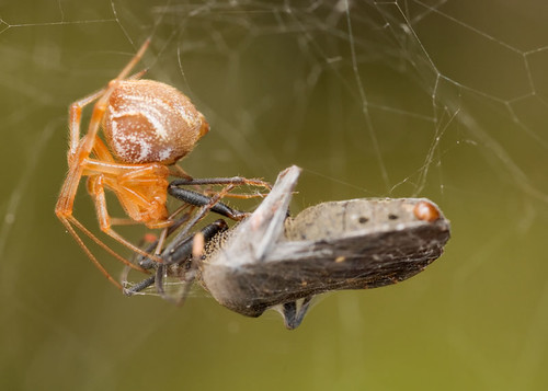 orb weaver spider with stink bug lunch DSC_3046.jpg