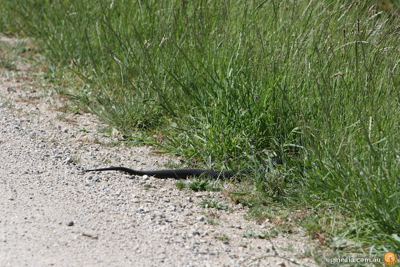 This picture shows and eastern tiger snake moving into an area of grass. Image supplied from Stewart MacDonald.