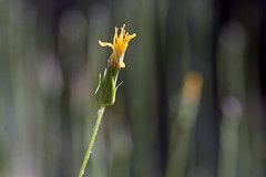 Wildflowers of the Sierra Foothills