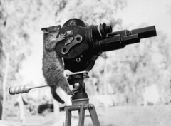 A black and white photo of a possum hanging on to the back of an old-fashioned film movie camera