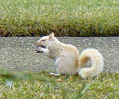Blanche, the albino/white squirrel and other white squirrels