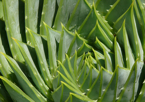 Aloe polyphylla #1 by J.G. in S.F.