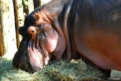 Hippopotamidae - Hippopotamus