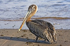 Galapagos- Pelicans