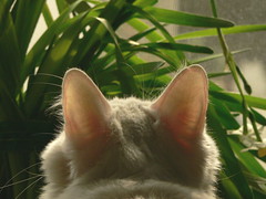 Bird Watching (cat style)