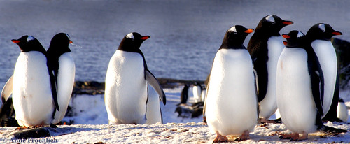 Gentoo Penguins by Anne Froehlich
