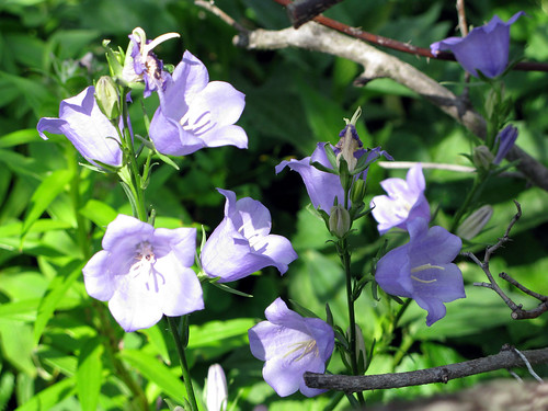 spring flower photos