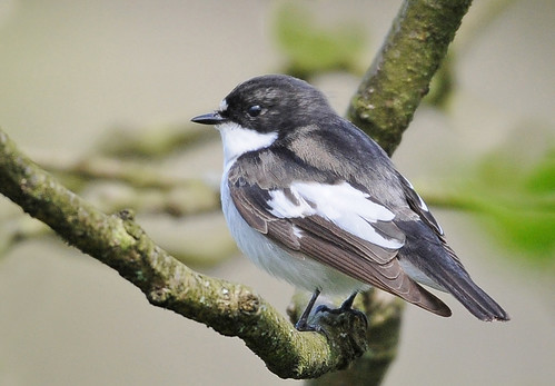 One More Pied Flycatcher