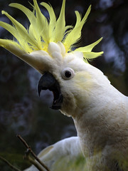 Cacatuidae - Cockatoos