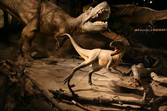 Royal Tyrrell Museum of Palaeontology, Drumheller