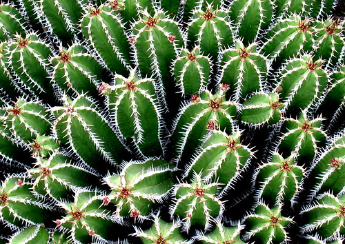 Cactus en el Jardín botánico de Lanzarote