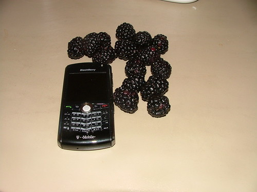 Blackberry fields