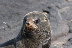 Galapagos- Fur Seals