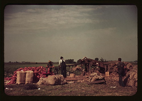 [Grading and packing onions, Rice County, Minnesota] &nbsp;(LOC)