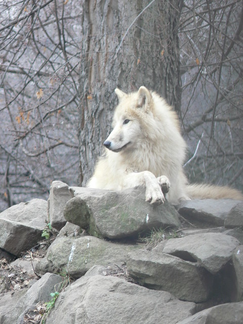 Tundrafarkas / Arctic tundra wolf
