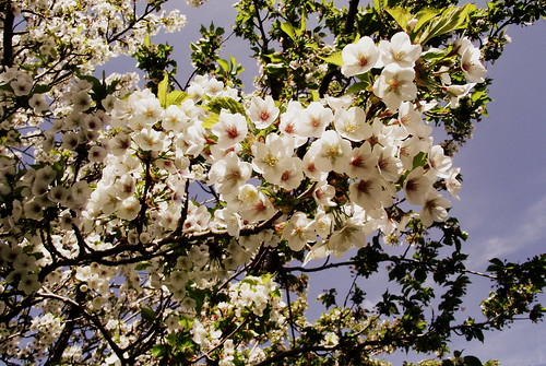 Blossom by xzoeagx