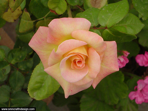 rose flowers pictures