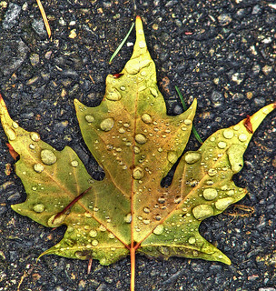 Autumn Leaf HDR Orton