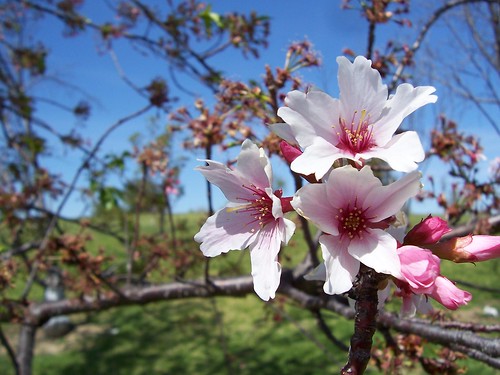 Cherry Tree Blossoms - Lake Balboa 2008