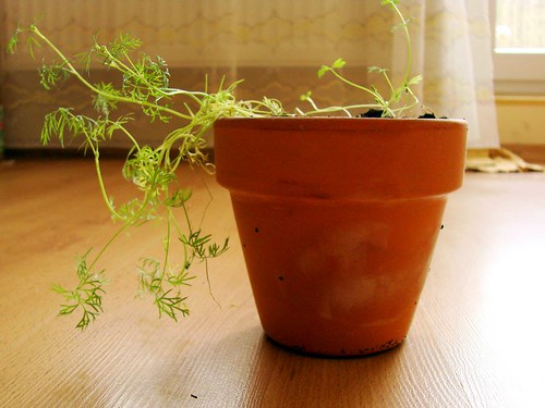 Some dill in the pot