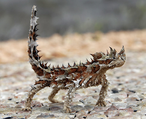 Thorny Devil lizard - Moloch Horridus