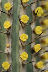 Euphorbia species and cultivars