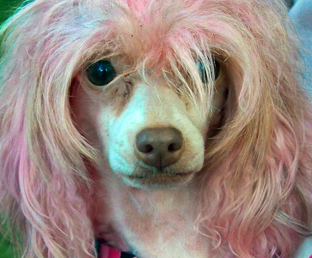Dog with pink hair